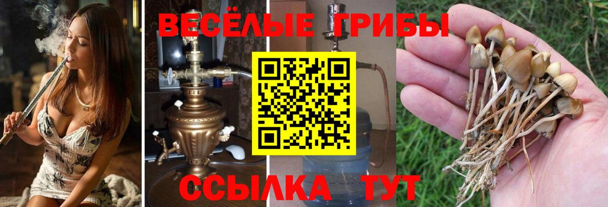 Миллерово  где купить наркотик  Вход с VPN  Псилоцибиновые грибы Psilocybe 